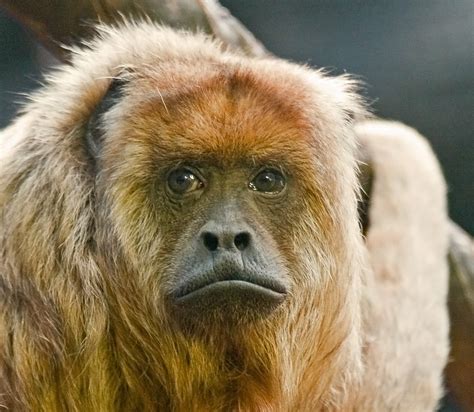 A very sad face. | Howler monkey (Alouatta caraya). IMG_6837… | Flickr