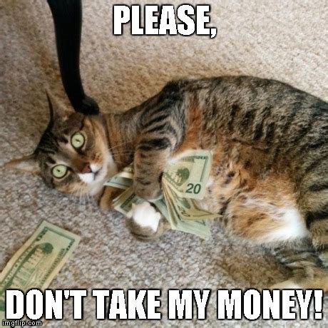 money cat - Imgflip