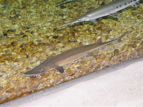 The Online Zoo - Shovelnose Sturgeon