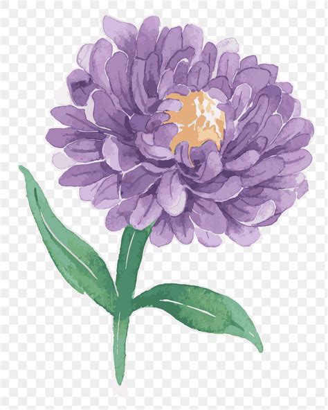 Purple aster flower transparent png watercolor sticker | free image by rawpixel.com / Niwat ...