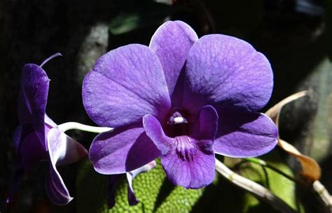 62 Types of Purple Flowers with Pictures | Flower Glossary