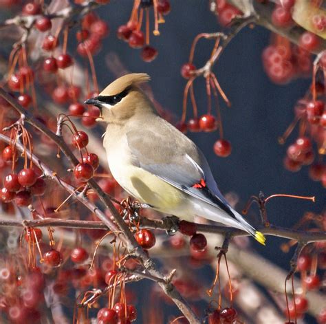 cedar waxwing | England winter, Beautiful birds, Cedar waxwing