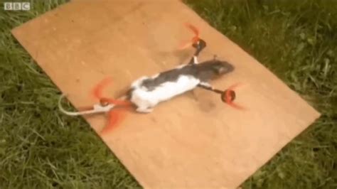 Rat Drone - YouTube