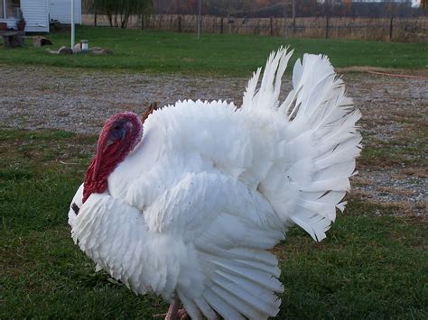 Broad Breasted White tom turkey | Breezee Acres Farm | Flickr