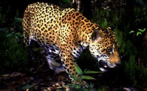 Jaguar - Amazon Aid