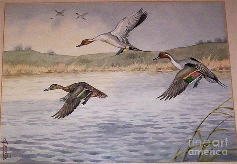 Pintail Ducks In Flight Painting by Boris Riab - Fine Art America