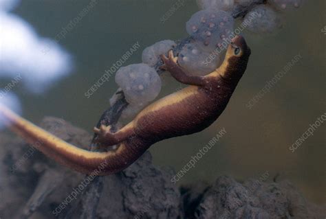 Coast Range Newt with Eggs - Stock Image - C002/1885 - Science Photo ...