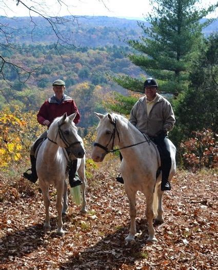 Cailin's Irish Diamond, by O'Leary's Irish Diamond. Irish Draught Horse for sale