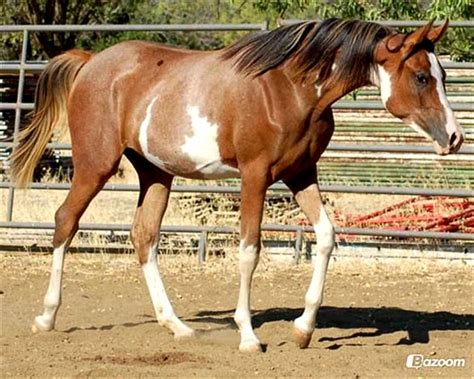 arabian horse - sabino Horse Crazy, Horse Love, Horse Markings, Cowboy ...