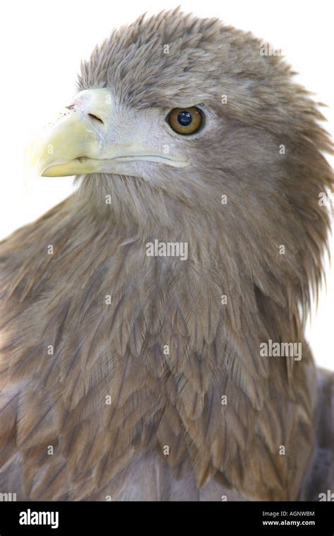 White Tailed Eagle Stock Photo - Alamy