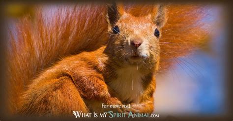 Squirrel Symbolism & Meaning | Squirrel Spirit, Totem, & Power Animal