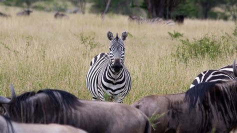 BornWild Travel Adventures | When Is The Best Time To Safari In Tanzania