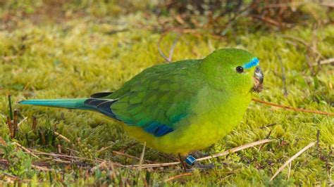 Beak and feather disease vaccine could help save critically endangered ...