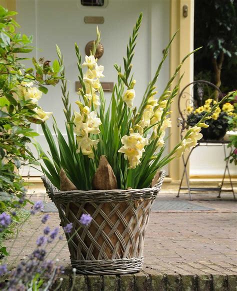 Best Summer Bulbs for Containers