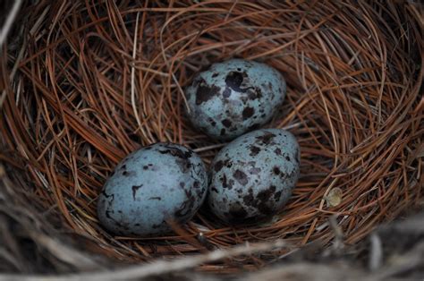 Grackle Eggs | Linda | Flickr