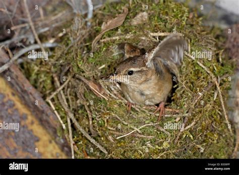 Winter Wren at nest Stock Photo - Alamy