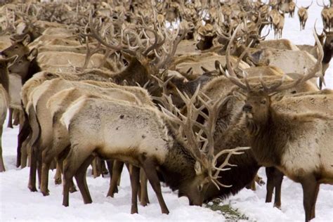 Wyoming's winter elk feeding could spread 'zombie deer disease,' experts fear - UPI.com