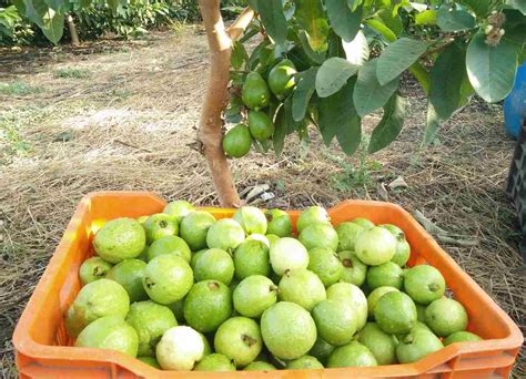 Growing Guava in the Backyard - A Full Guide | Gardening Tips