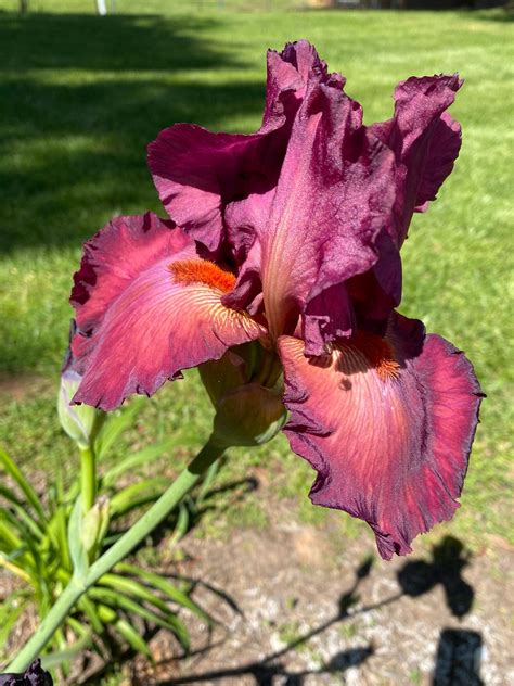 Bearded Iris Care – Learn About Growing Bearded Iris Flowers