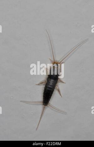 Long-tailed Silverfish, Giant Silverfish (Ctenolepisma cf. longicaudata, Ctenolepisma cf ...