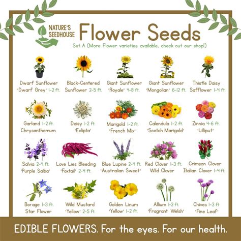 Flower Seeds Collection SET A — TOP-QUALITY PLANT SEEDS | Shopee Philippines