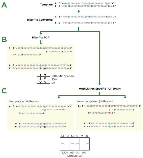 Primers Pcr