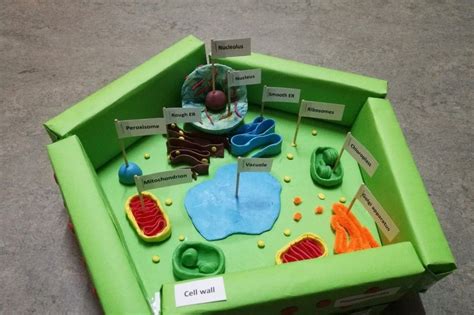 3D Model Of Plant Cell Using Recyclable Materials