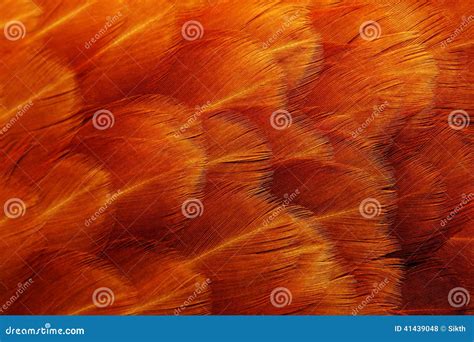 Red Chicken Feathers Macro stock photo. Image of decoration - 41439048