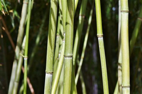 How To Grow Bamboo In The UK {Guide & Tips} - Jack's Garden