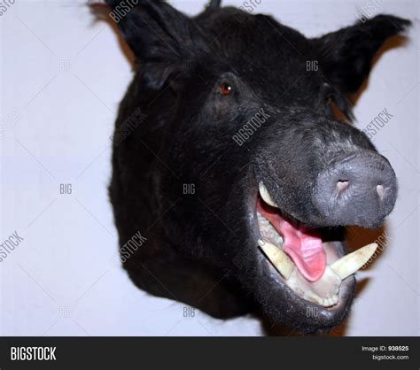 Black Hog Image & Photo (Free Trial) | Bigstock