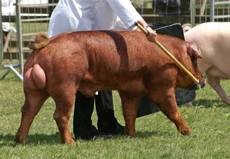 Duroc Pig Facts: Profile, Meat, Traits, Breeds, Size, Feeding - Mammal Age