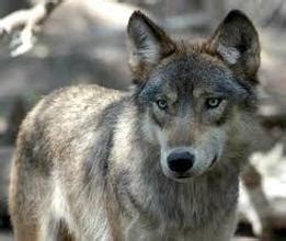 Coywolves, Wolves & Coyotes - THE COYWOLF