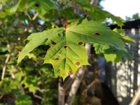 black spots on maple tree leaves - Alisia Ketchum