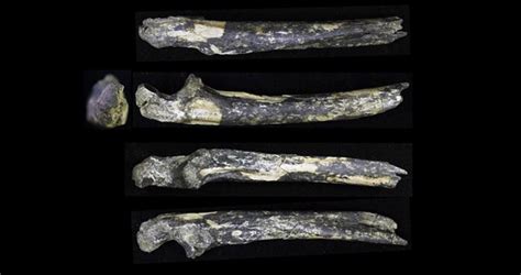 Australopithecus afarensis Was Surprisingly Adaptable - New Historian