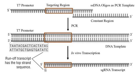 sgRNA Synthesis - New England Biolabs GmbH