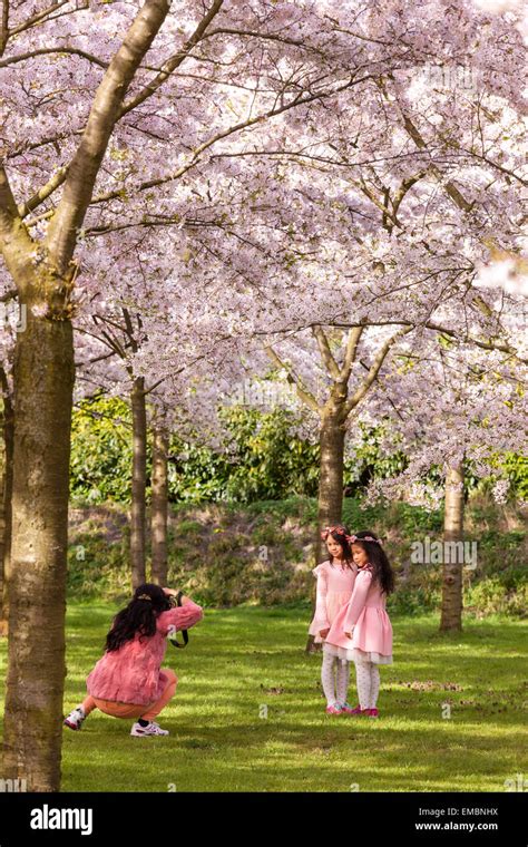 Amsterdam Amsterdamse Bos Bloesempark Cherry Blossom Park Mother taking pictures of daughters ...