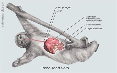 What Do Sloths Eat? Sloth Diet, Food, and Digestion - SloCo