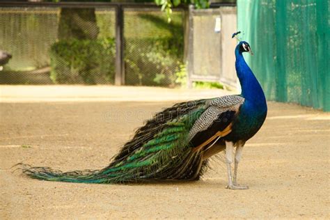 Indian Peacock With Fanned Tail. Stock Photo - Image of ornately ...