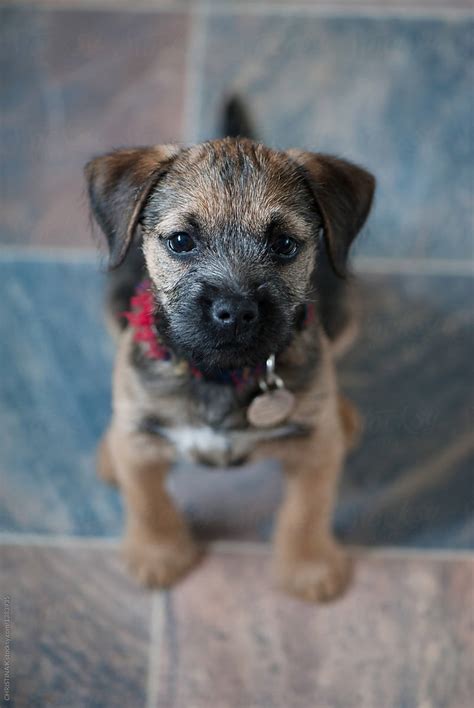 "Border Terrier Puppy" by Stocksy Contributor "CHRISTINA K" - Stocksy