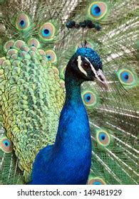 Peacock Stock Photo 149481929 | Shutterstock