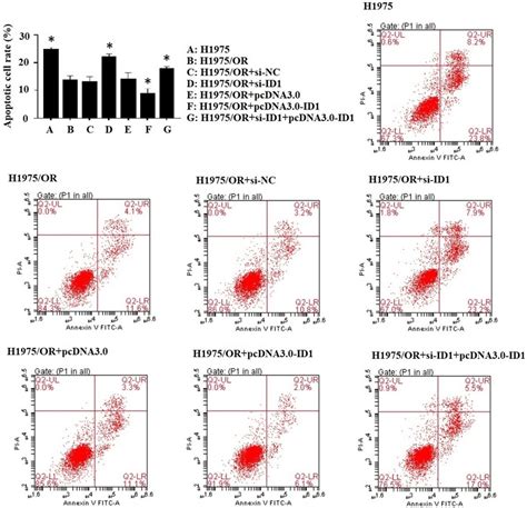 Flow cytometry analysis of apoptosis in osimertinib-sensitive and ...