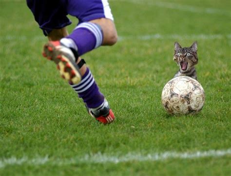 Funny Football Pictures from Around the World | Bleacher Report | Latest News, Videos and Highlights