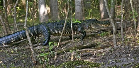 Louisiana Swamp Tours: Louisiana Swamp Tour With Alligators