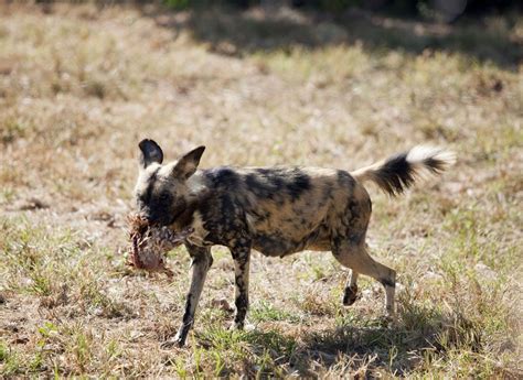 Wild dog eating chicken, North West Province | Wild dogs eat… | Flickr