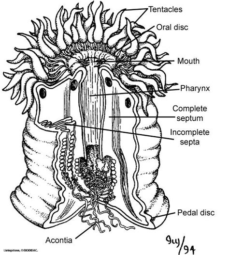 Sea Anemone - Digestive Systems In Different Phylums | Cnidaria, Sea anemone, Anemone