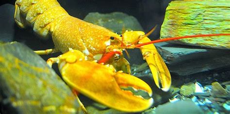 Here are some rare lobsters. The odds of catching one? Blue: 1 in 2 million. Red (not cooked): 1 ...