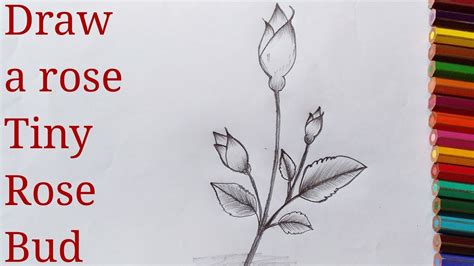 How to draw a rose,how to draw a rose bud, 2019, step by step,quick and easy - YouTube