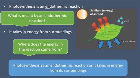 B4 Bioenergetics - Photosynthesis | Teaching Resources