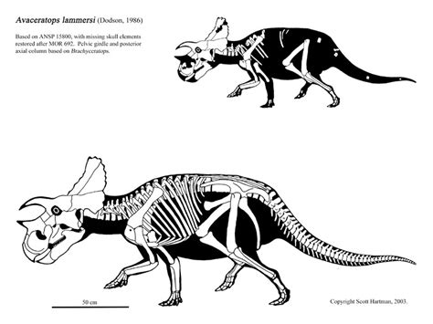 Avaceratops | Dinopedia | Fandom