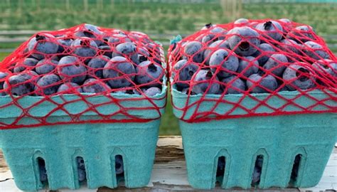 All About Berries - Sugar Hill Berry Farm